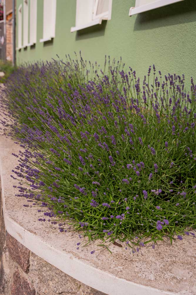 Horizont Lavendel im Vorgarten Horizont Lavendel im Vorgarten
